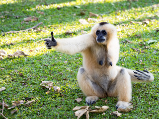 White female Pileated gibbon Hylobates pileatus sitting raise hand begging on green grass under tree during sunshine in forest