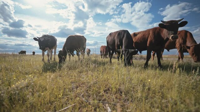 A herd of young bulls in the pasture. Ranch, farm animals. Cattle. Livestock business. Young beef for steaks.