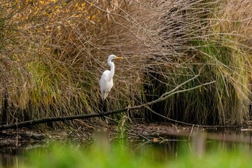 great egret on the river
