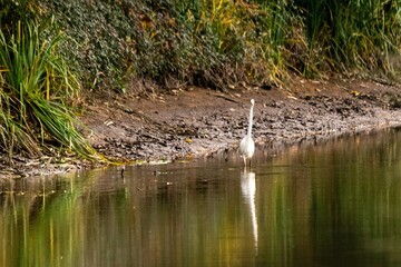 great egret on the river