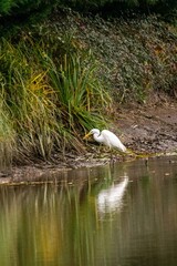 great egret on the river