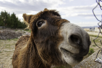 Fototapeta premium Donkey in field