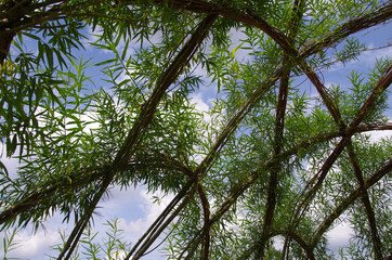 bambou gardening against blue sky