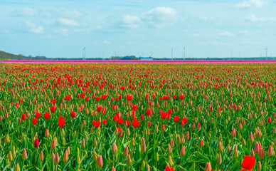 Colorful tulips in an agricultural field in sunlight below a blue cloudy sky in spring, Almere, Flevoland, The Netherlands, April 24, 2021