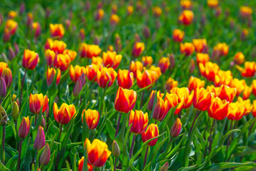 Colorful tulips in an agricultural field in sunlight below a blue cloudy sky in spring, Almere, Flevoland, The Netherlands, April 24, 2021