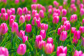 Colorful tulips in an agricultural field in sunlight below a blue cloudy sky in spring, Almere, Flevoland, The Netherlands, April 24, 2021