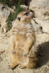 Fototapeta premium meerkat in a natural park and animal reserve, located in the Sierra de Aitana, Alicante, Spain