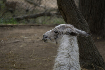 lama in a natural park and animal reserve, located in the Sierra de Aitana, Alicante, Spain