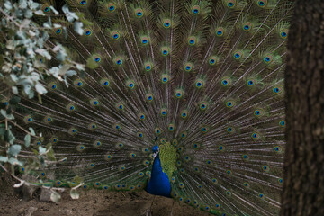 Obraz premium peacock displaying its plumage in a natural park and animal reserve, located in the Sierra de Aitana, Alicante, Spain
