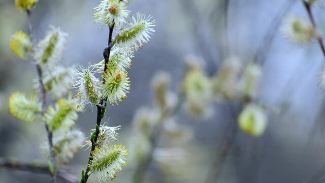 Spring blossoming Salix caprea branches with golden catkins. Pussy willow trees or goat willow in spring sunny day. Nature in springtime,  Easter