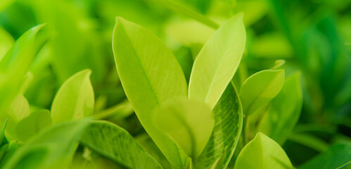 Fototapeta premium Beautiful nature view of green leaf on blurred. green leaves in the garden with soft sunlight. copy space for text using as summer background natural green plants landscape, ecology, fresh.