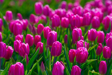 Colorful tulips in an agricultural field in sunlight below a blue cloudy sky in spring, Almere, Flevoland, The Netherlands, April 24, 2021