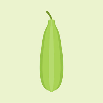 luffa flat design vector illustration. Loofah (Luffa acutangula), or sponge gourd, vegan plant. Hand drawn botanical vector illustration. Loffa vegetarian plant. Vegetable vector illustration