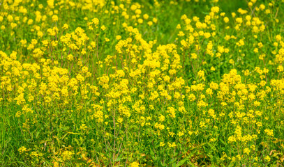 Obraz premium Colorful tulips in an agricultural field in sunlight below a blue cloudy sky in spring, Almere, Flevoland, The Netherlands, April 24, 2021