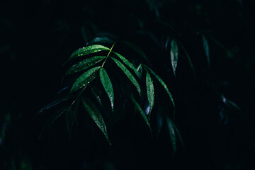 Fototapeta na wymiar Abstract dark green of tropical plant and green leaf after rain drops