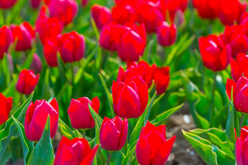 Colorful tulips in an agricultural field in sunlight below a blue cloudy sky in spring, Almere, Flevoland, The Netherlands, April 24, 2021