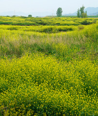 Yellow rape flowers in full bloom along the river.