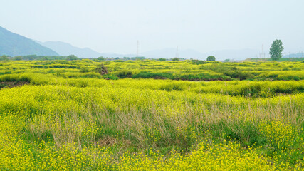 Yellow rape flowers in full bloom along the river.