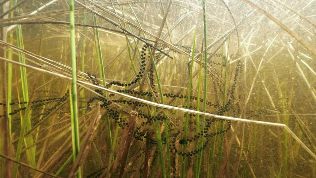 Toad spawn strings underwater attached on plants in shore water
