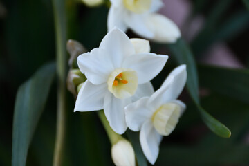 Obraz na płótnie Canvas 白い水仙の花