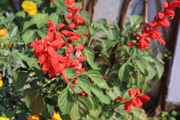 Top View of Red Flowers