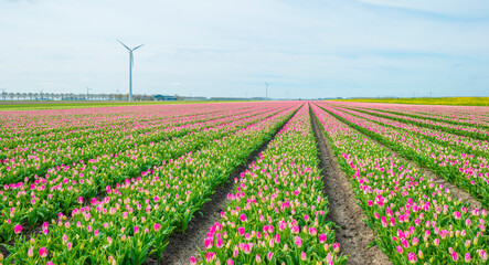 Colorful tulips in an agricultural field in sunlight below a blue cloudy sky in spring, Almere, Flevoland, The Netherlands, April 24, 2021