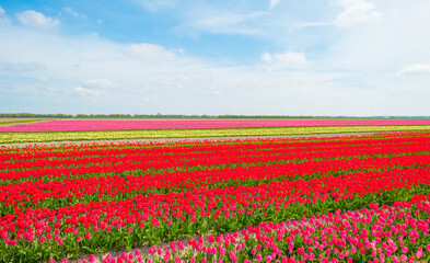 Colorful tulips in an agricultural field in sunlight below a blue cloudy sky in spring, Almere, Flevoland, The Netherlands, April 24, 2021