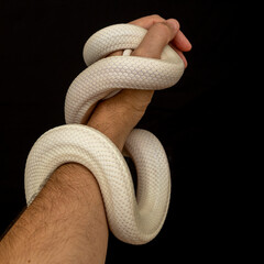 The Texas rat snake (Elaphe obsoleta lindheimeri ) is a subspecies of rat snake, a nonvenomous...