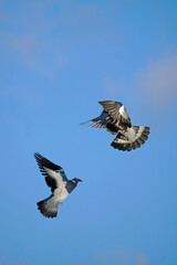 A couple of forest pigeons in flight. Pigeon wood pigeon. Against the background of the sky. Spring . April.