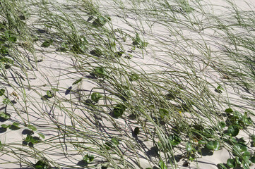 Sand dunes on a beach in Brazil