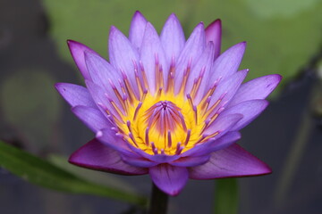 Lotus flower colorful