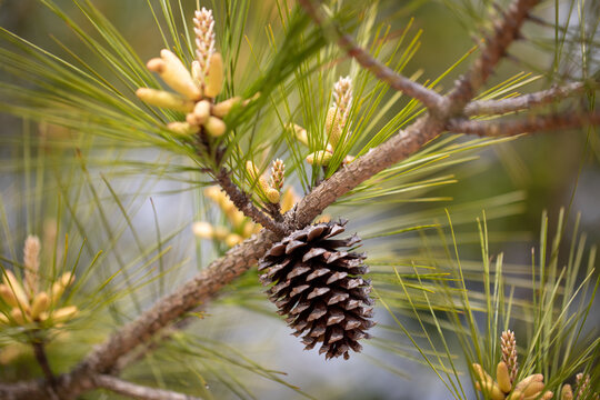 Southern long needle pine branch in spring with pine cone and pollen in Maryland