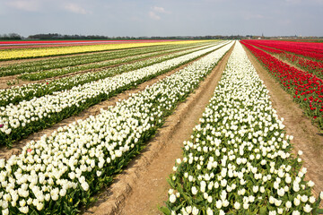 Wonderful spring landscape. Stripes of blooming white, yellow and red tulips tv box. Horizon and blue sky.