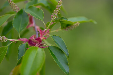Obraz premium Wild black cherry branch in spring. Southern Maryland USA near the Patuxent River in Calvert county 