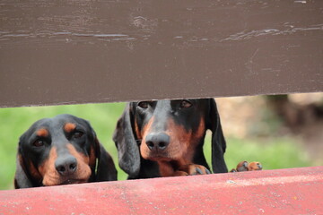 Dos perros raza teckel o dachshund mirando por una valla