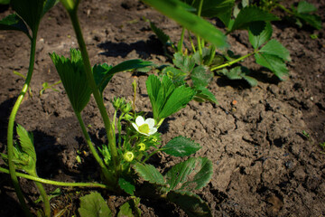 The strawberry bush on which the white flower bloomed.