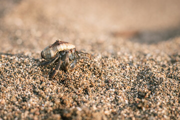 Hermit crab in the sand at the beach 