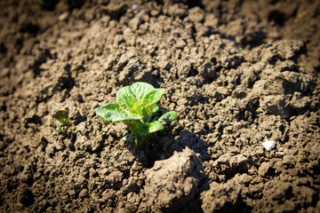 A little potato bush that has just sprouted