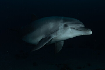 Dolphin swimming in the Red Sea, Eilat Israel
