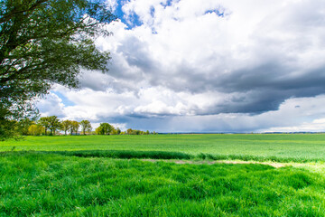 Obraz premium field and blue sky