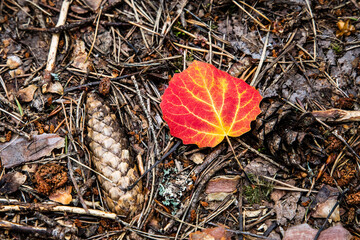 autumn leaf on the ground