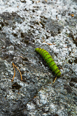 green caterpillar on grey cliff
