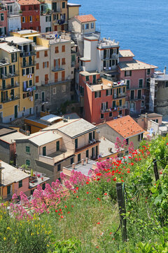 Manarola Italy is a very colorful town that hangs on the mountainside with many vineyards and is one of five towns that make up the cinque terre region.
