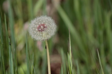 Diente de león o Taraxacum officinale, achicoria amarga 