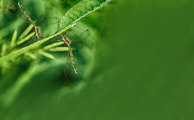 two dragonflies on a green background- copyspace
