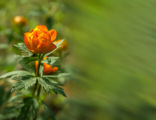 Obraz premium Wild plant. (Tróllius) - troll flower. Bright orange spring flowers on a background of fresh emerald grass. blurred bokeh. unusual orange buds. Globe-flower spring blooming. copy space