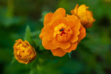 Wild plant. (Tróllius) - troll flower. Bright orange spring flowers on a background of fresh emerald grass. Beautifully blurred bokeh. unusual orange buds.  Globe-flower spring blooming