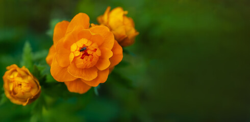 Wild plant. (Tróllius) - troll flower. Bright orange spring flowers on a background of fresh emerald grass. blurred bokeh. unusual orange buds. Globe-flower spring blooming. copy space