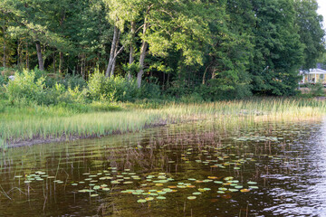 Obraz premium Lake Life in Sweden