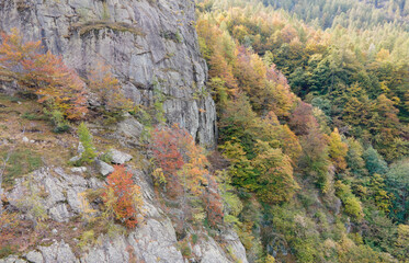 aerial mountain view of forest with autumnal colors. green yellow orange red